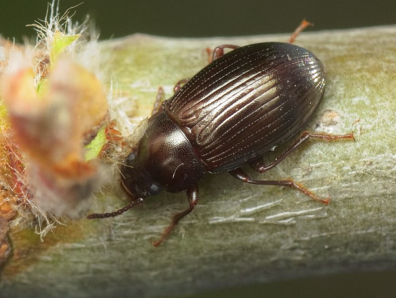 Nalassus brevicollis (Krynicky, 1832)
